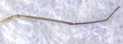 Micromimetus