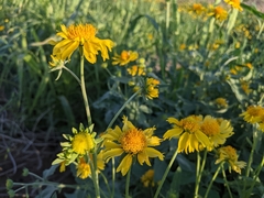 Verbesina encelioides
