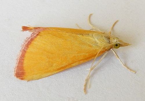 Xanthostege plana