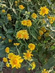 Verbesina encelioides