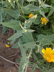 Verbesina encelioides