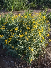 Verbesina encelioides