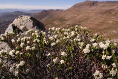 Lachnaea laniflora