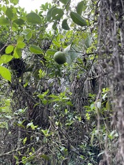 Annona glabra