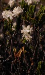 Lachnaea laniflora