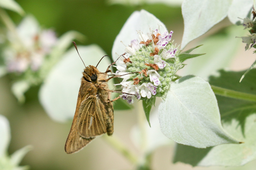 Salt Marsh Skipper photo 5