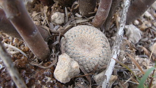 Image of Epithelantha bokei by no rights reserved