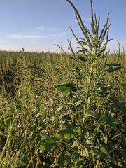 Amaranthus palmeri