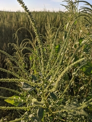Amaranthus palmeri