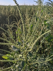 Amaranthus palmeri