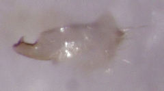 Micromimetus