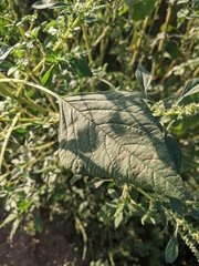 Amaranthus palmeri