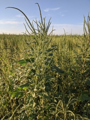 Amaranthus palmeri