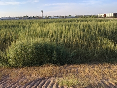 Amaranthus palmeri