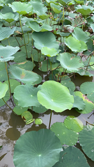 Nelumbo