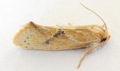 Acrolophus laticapitana