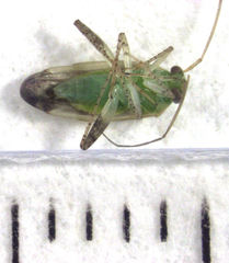 Micromimetus