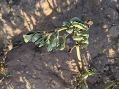 Portulacaceae