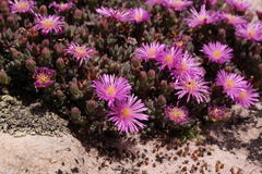 Lampranthus pocockiae