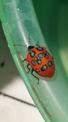Poecilocoris druraei
