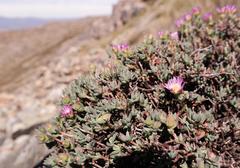 Lampranthus pocockiae