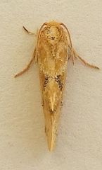 Acrolophus laticapitana