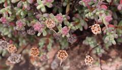 Lampranthus pocockiae