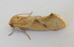 Acrolophus laticapitana