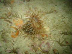 Ceriantheopsis austroafricanus