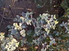 Tidestromia lanuginosa
