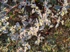 Tidestromia lanuginosa