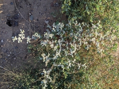 Tidestromia lanuginosa