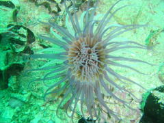 Ceriantheopsis austroafricanus