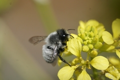 Megachile saulcyi