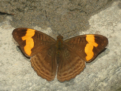 Adelpha irmina