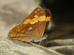 Adelpha irmina
