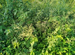 Parthenium hysterophorus