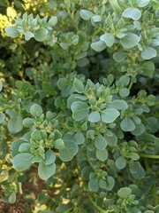 Trianthema portulacastrum