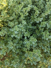 Trianthema portulacastrum