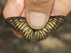 Catasticta ctemene strigosa
