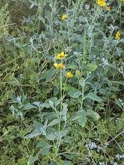 Verbesina encelioides