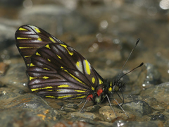 Catasticta ctemene strigosa