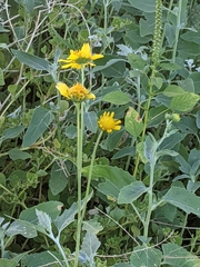 Verbesina encelioides