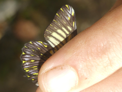 Catasticta ctemene strigosa