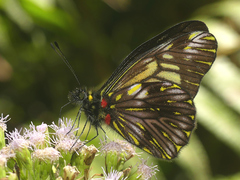 Catasticta ctemene strigosa