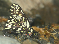 Catasticta modesta