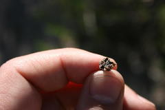 Lampranthus tenuifolius