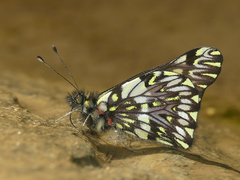 Catasticta modesta