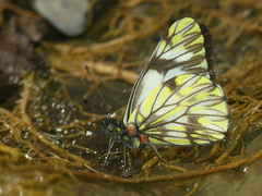 Catasticta pieris intermedia