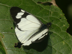Catasticta pieris intermedia